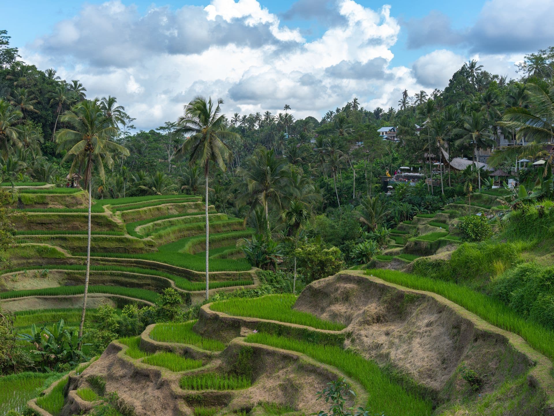Que faire à Ubud ? top 5 des incontournables