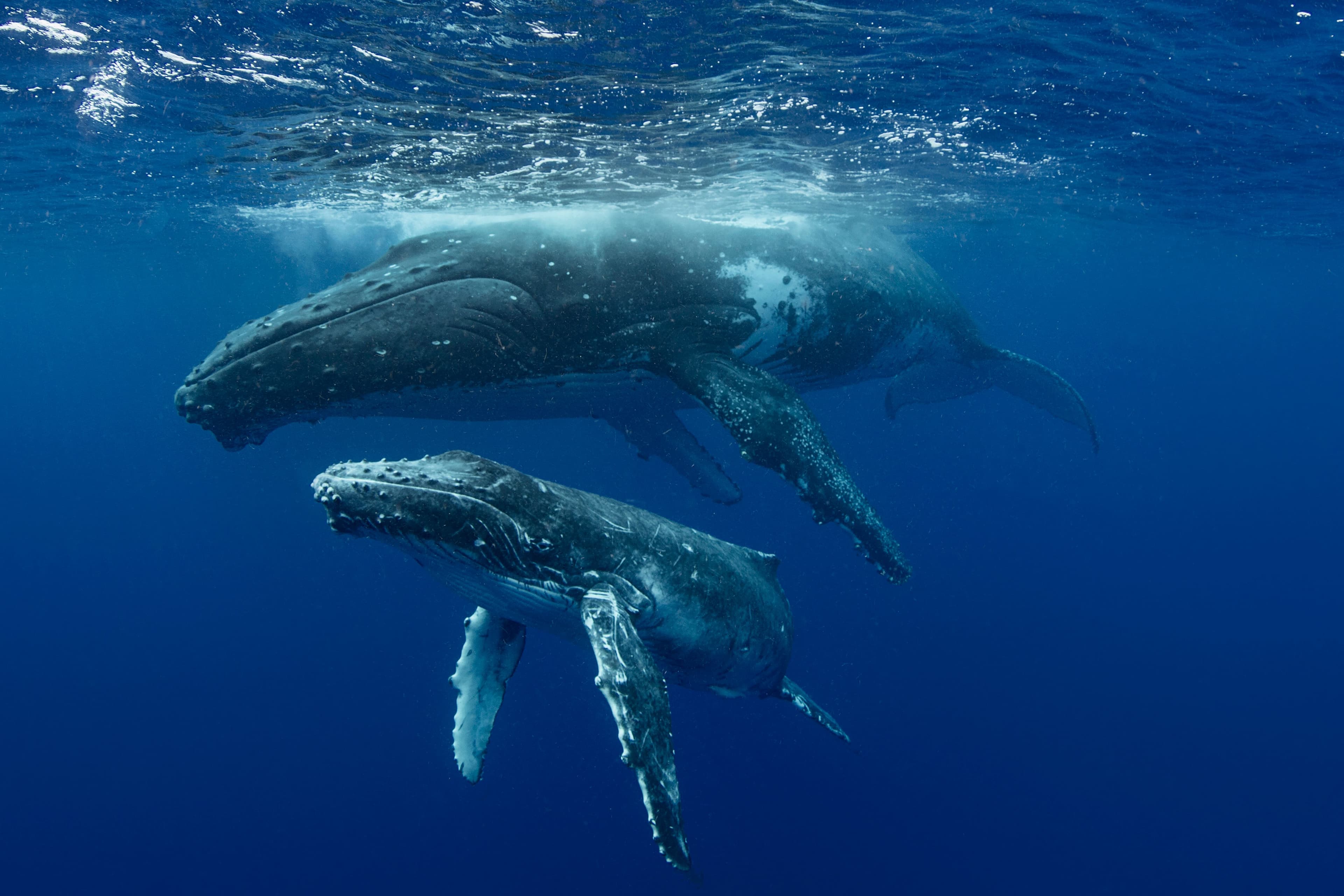 Voyage initiatique au Costa Rica - Dans le souffle des baleines