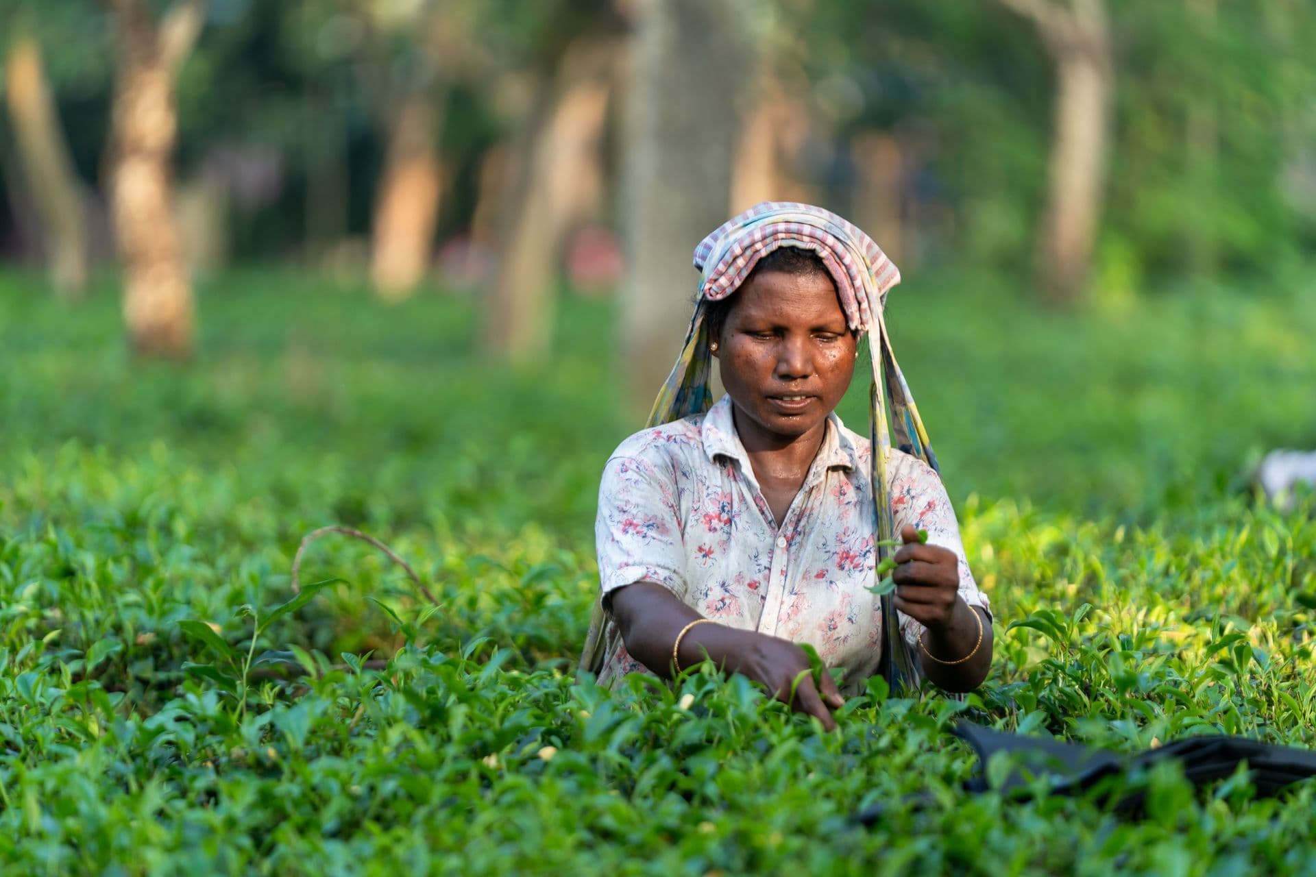 Les plantations de thé du Sri Lanka : histoire et héritage de Ceylan