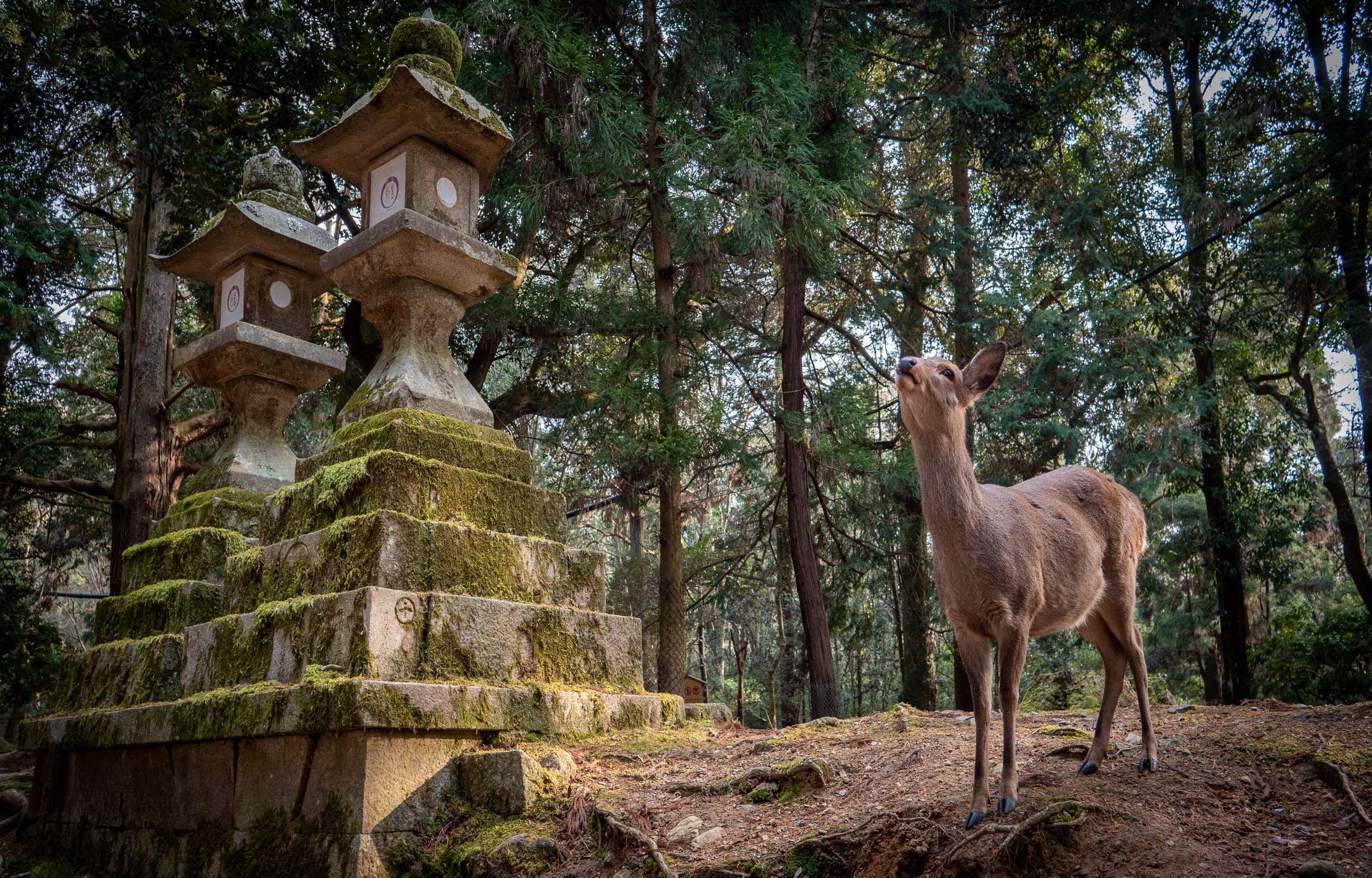 Retraite bien-être et yoga au Japon